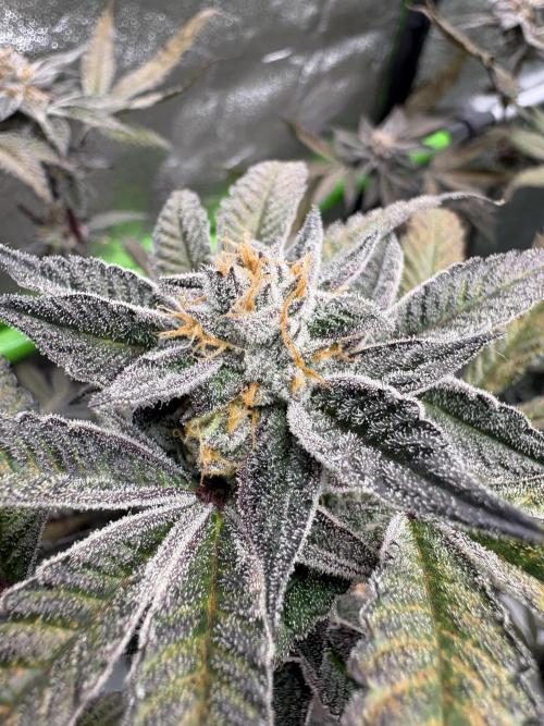 Straw-Lectric Lemonade. Week 16