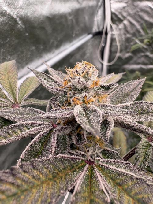 Straw-Lectric Lemonade. Week 16