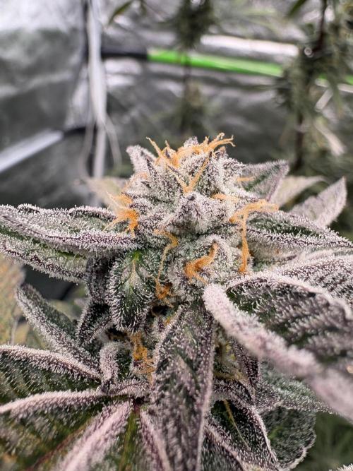 Straw-Lectric Lemonade. Week 16