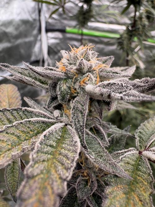 Straw-Lectric Lemonade. Week 16