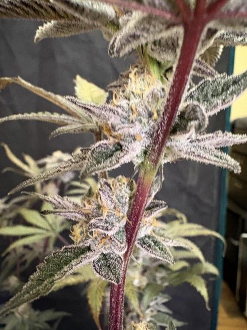 Straw-Lectric Lemonade. Week 16