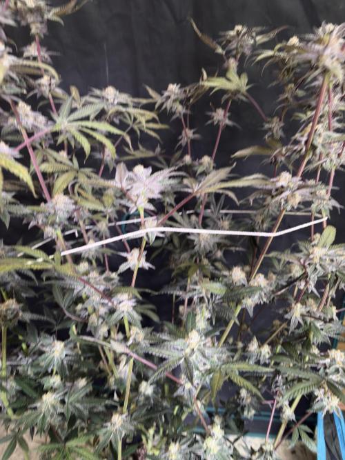 Straw-Lectric Lemonade. Week 16