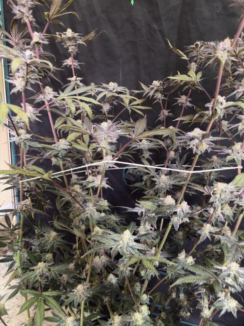 Straw-Lectric Lemonade. Week 16