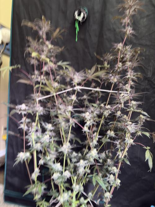 Straw-Lectric Lemonade. Week 16