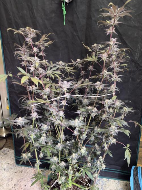 Straw-Lectric Lemonade. Week 16