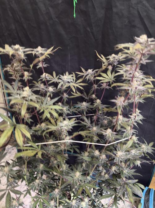 Straw-Lectric Lemonade. Week 16