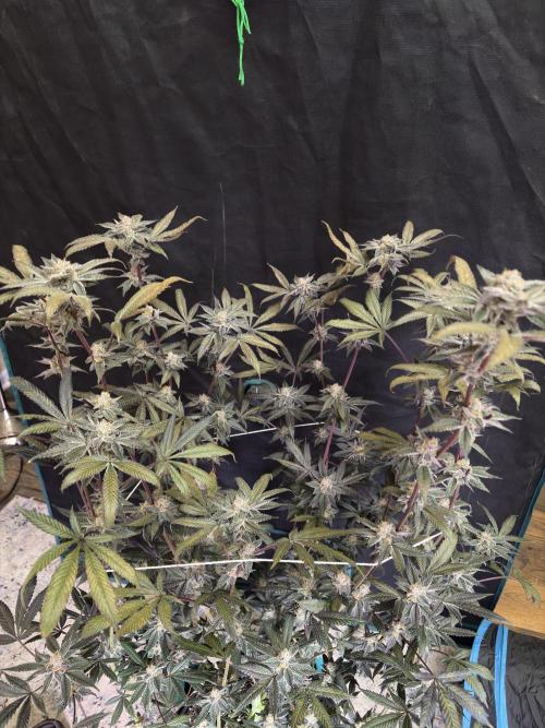 Straw-Lectric Lemonade. Week 16