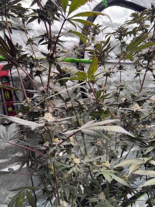 Straw-Lectric Lemonade. Week 16