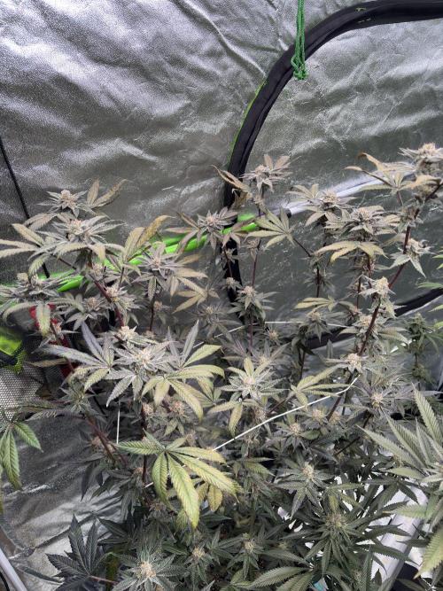 Straw-Lectric Lemonade. Week 16