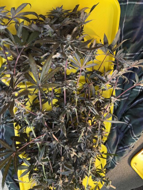 Straw-Lectric Lemonade. Week 16