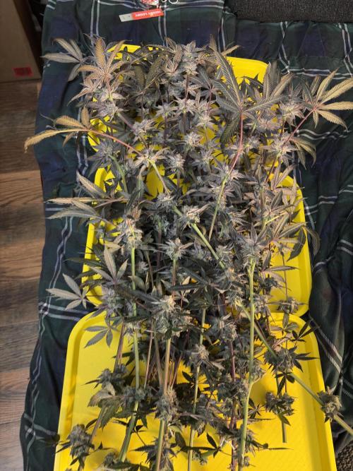 Straw-Lectric Lemonade. Week 16