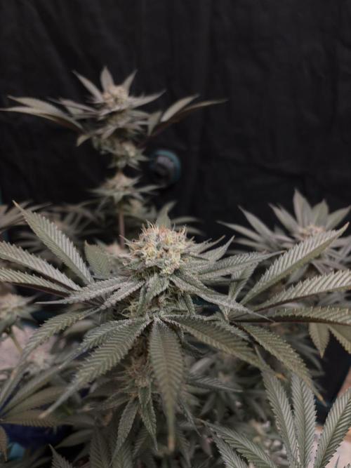 Wedding Gelato. Week 16