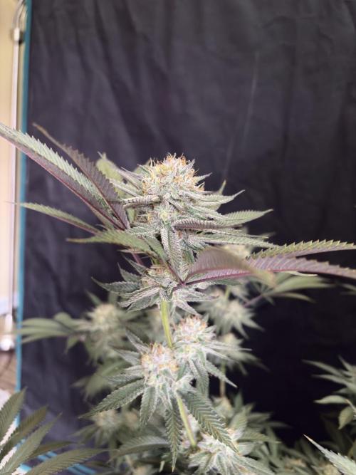 Wedding Gelato. Week 16