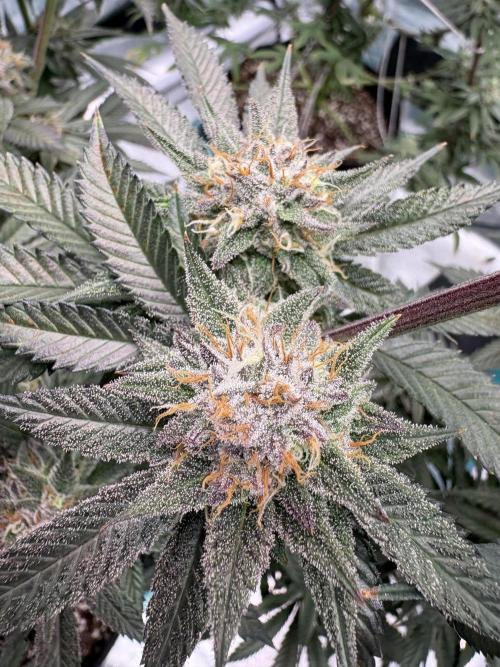 Wedding Gelato. Week 16