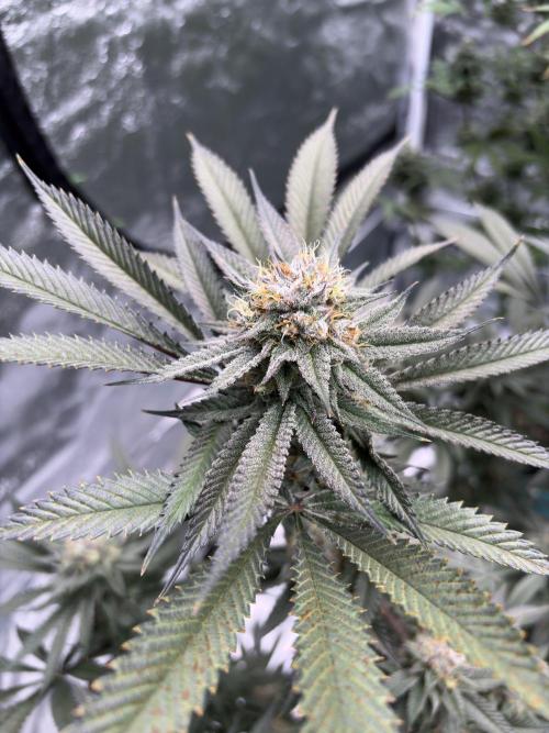 Wedding Gelato. Week 16