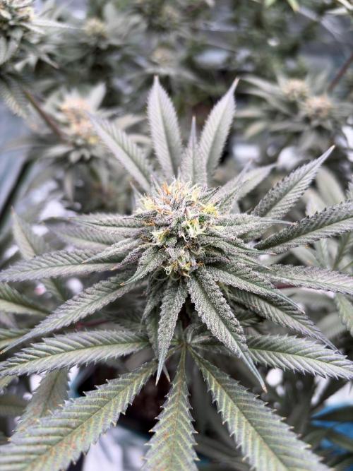 Wedding Gelato. Week 16