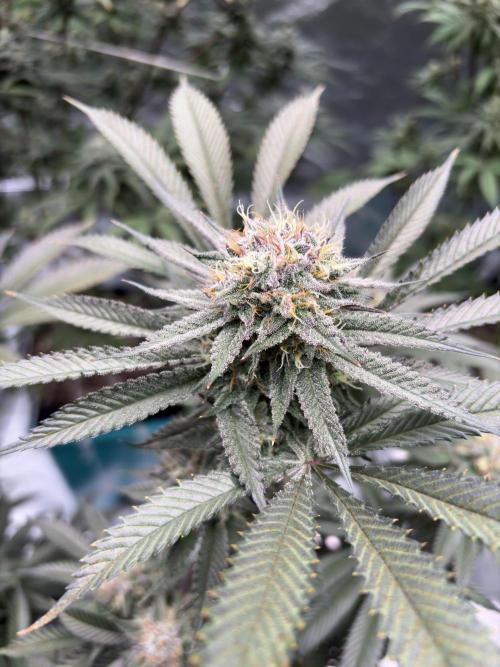 Wedding Gelato. Week 16