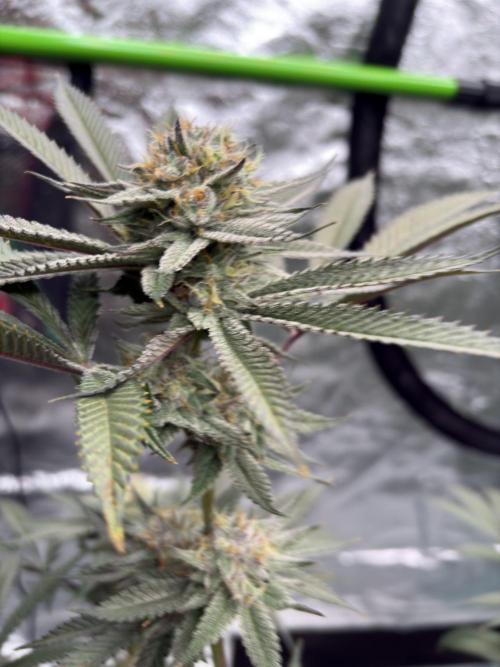 Wedding Gelato. Week 16