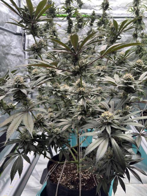 Wedding Gelato. Week 16