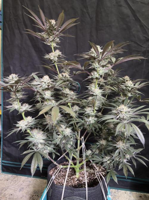 Wedding Gelato. Week 16