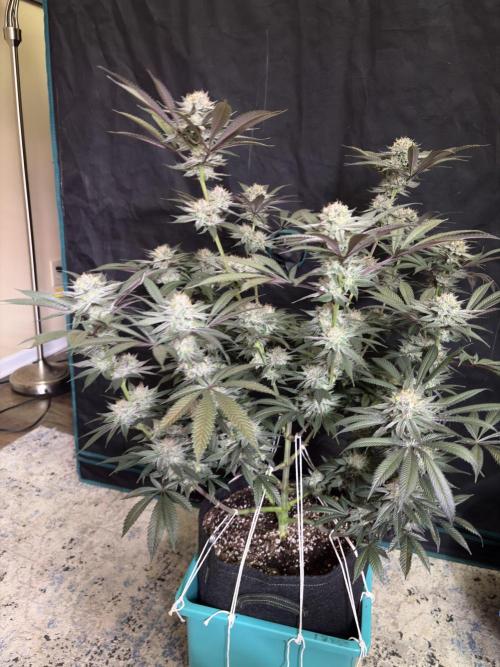 Wedding Gelato. Week 16