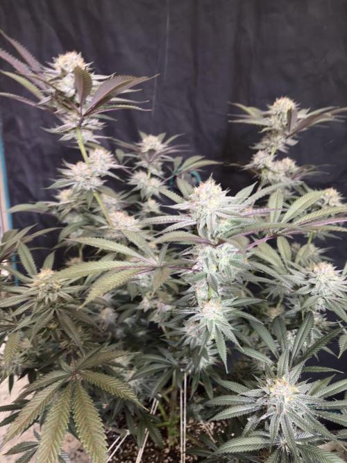 Wedding Gelato. Week 16