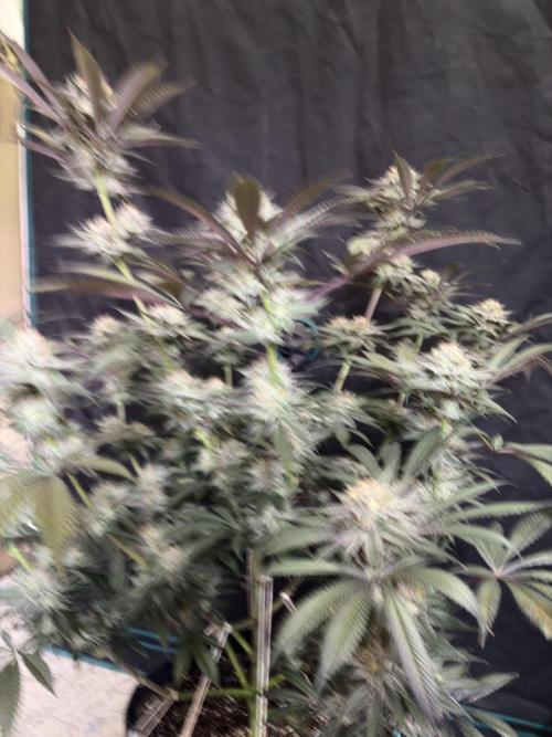 Wedding Gelato. Week 16