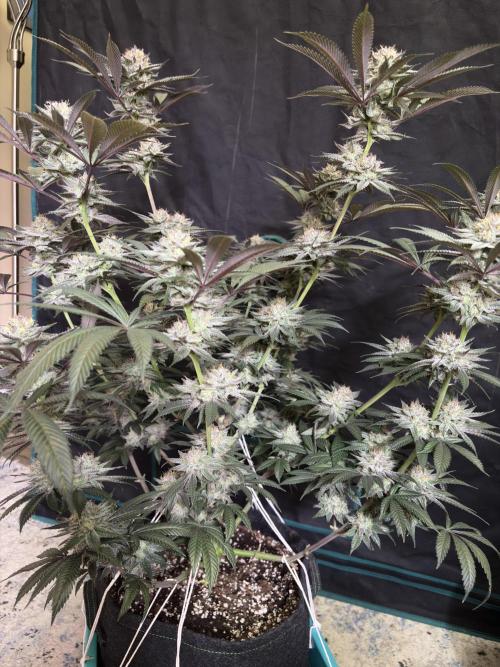 Wedding Gelato. Week 16