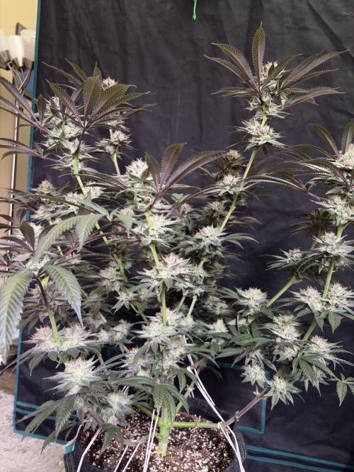 Wedding Gelato. Week 16