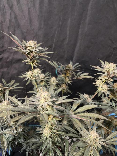 Wedding Gelato. Week 16