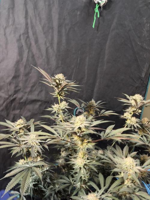 Wedding Gelato. Week 16