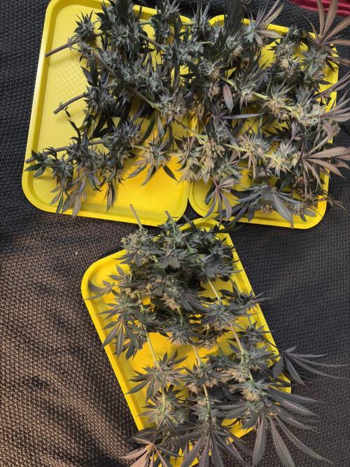 Wedding Gelato. Week 16