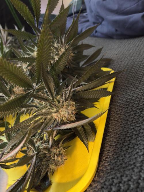 Wedding Gelato. Week 16