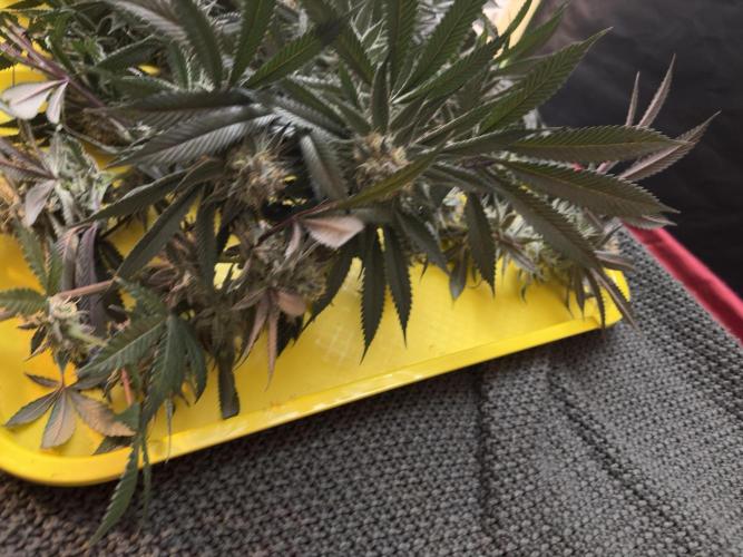 Wedding Gelato. Week 16