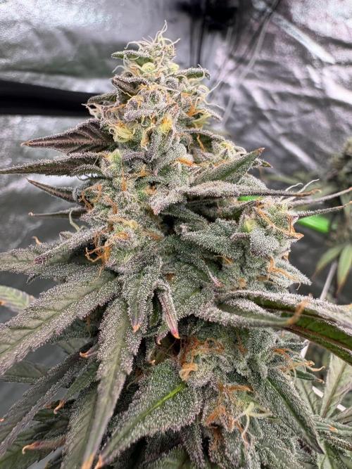 Truffle Jordan. Week 16