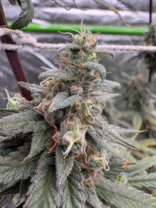 Truffle Jordan. Week 16