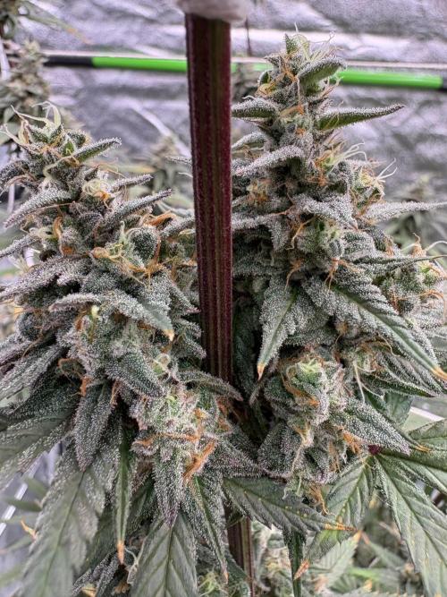 Truffle Jordan. Week 16