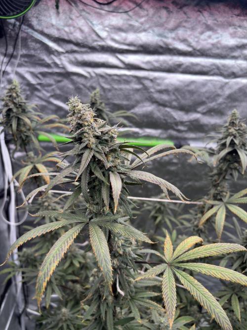 Truffle Jordan. Week 16