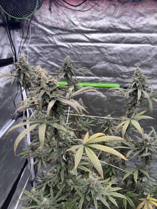 Truffle Jordan. Week 16