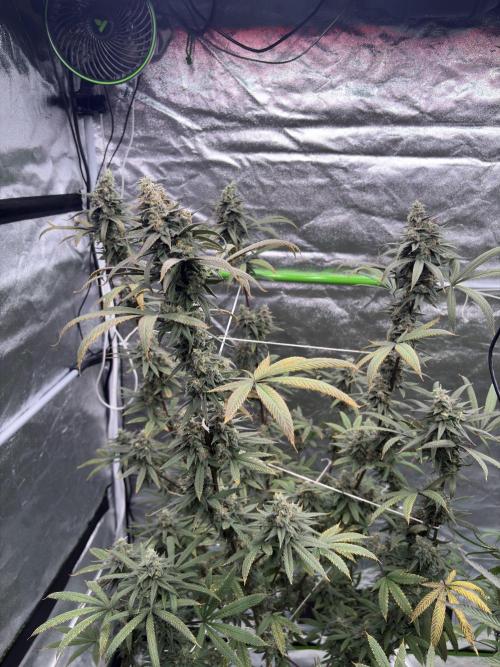 Truffle Jordan. Week 16