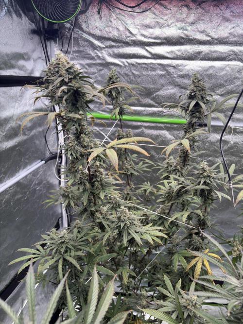 Truffle Jordan. Week 16