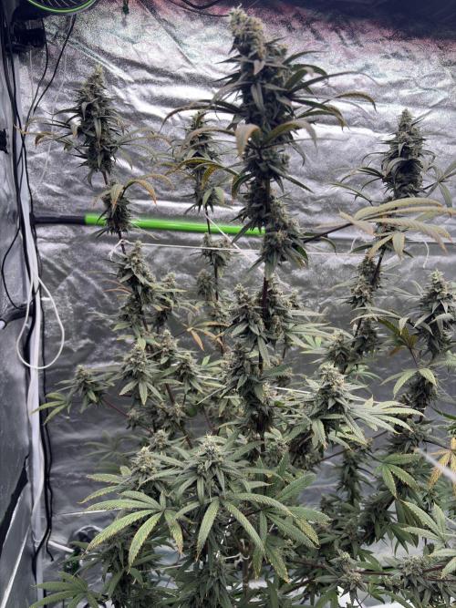 Truffle Jordan. Week 16