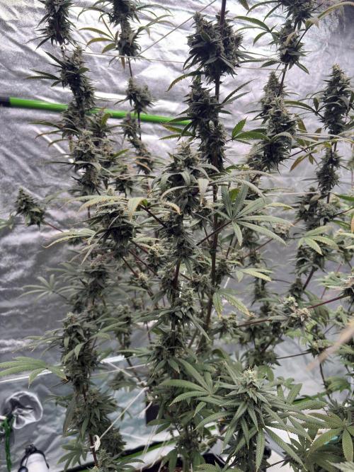 Truffle Jordan. Week 16