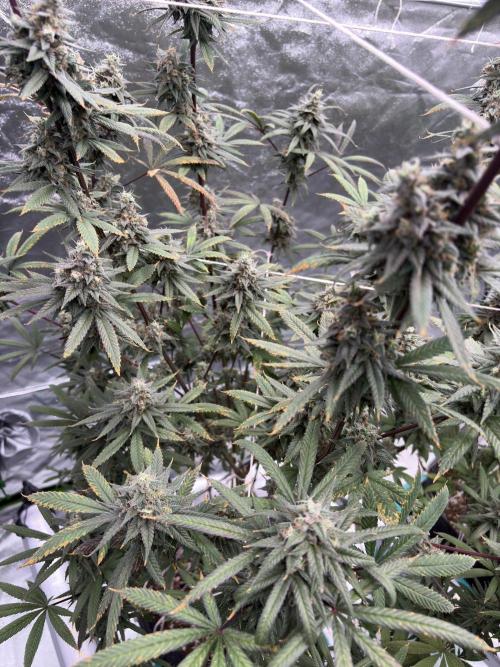 Truffle Jordan. Week 16