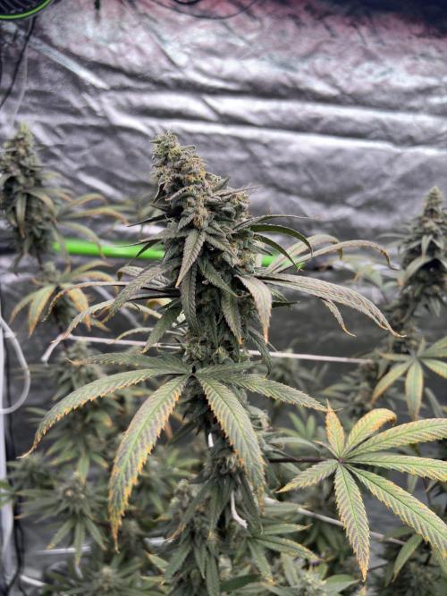 Truffle Jordan. Week 16