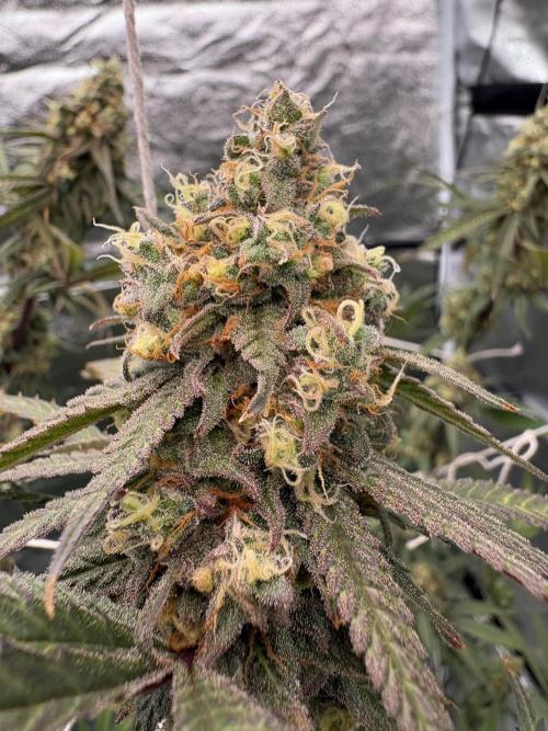 Black Sugar 2.0. Week 16