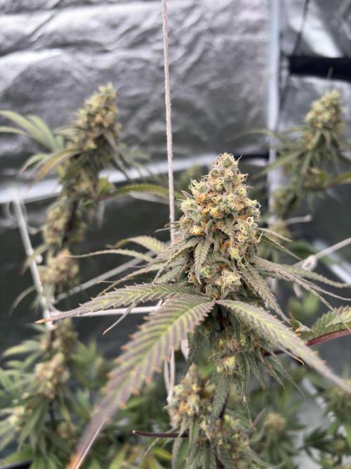 Black Sugar 2.0. Week 16