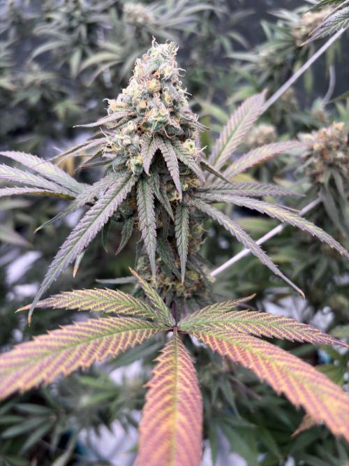 Black Sugar 2.0. Week 16