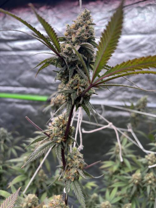 Black Sugar 2.0. Week 16