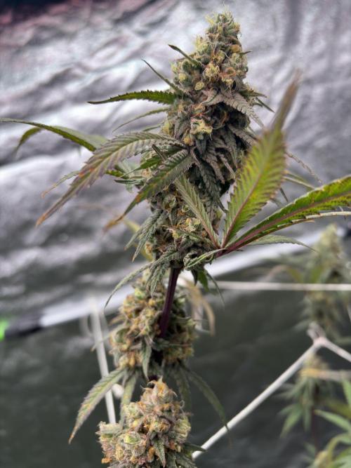 Black Sugar 2.0. Week 16